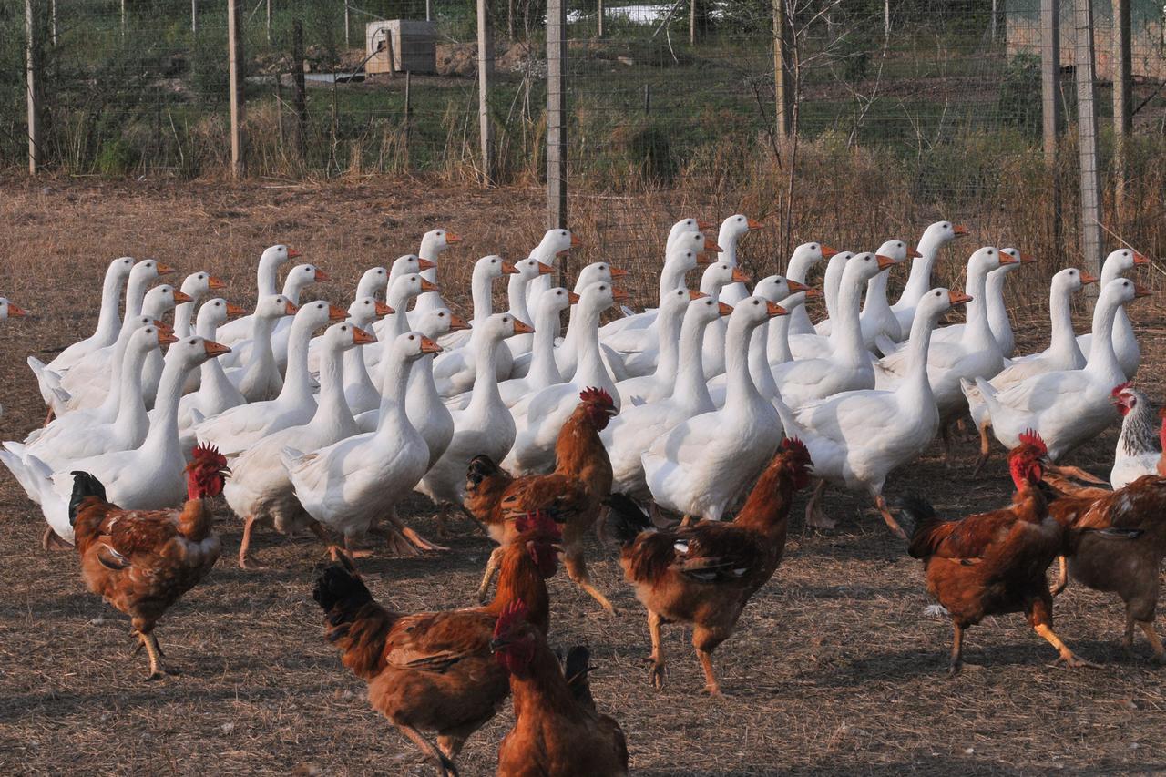 Agriturismo Le Oche Selvatiche Lauzacco Εξωτερικό φωτογραφία