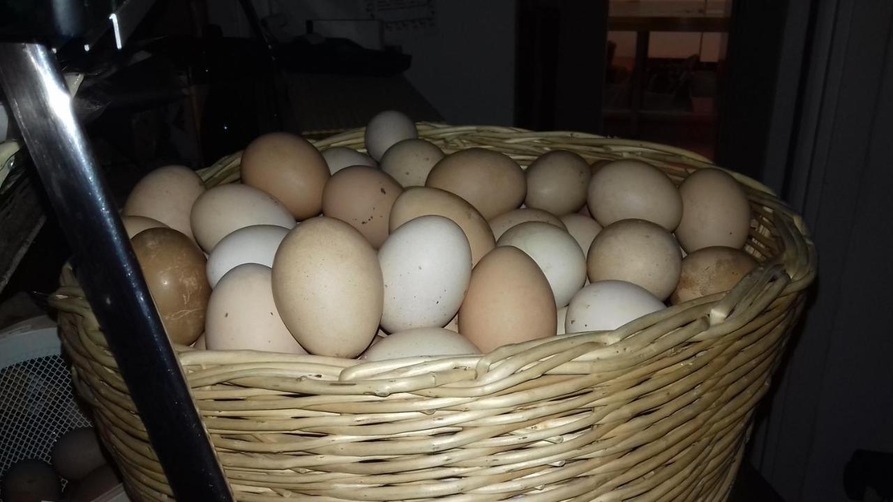 Agriturismo Le Oche Selvatiche Lauzacco Εξωτερικό φωτογραφία